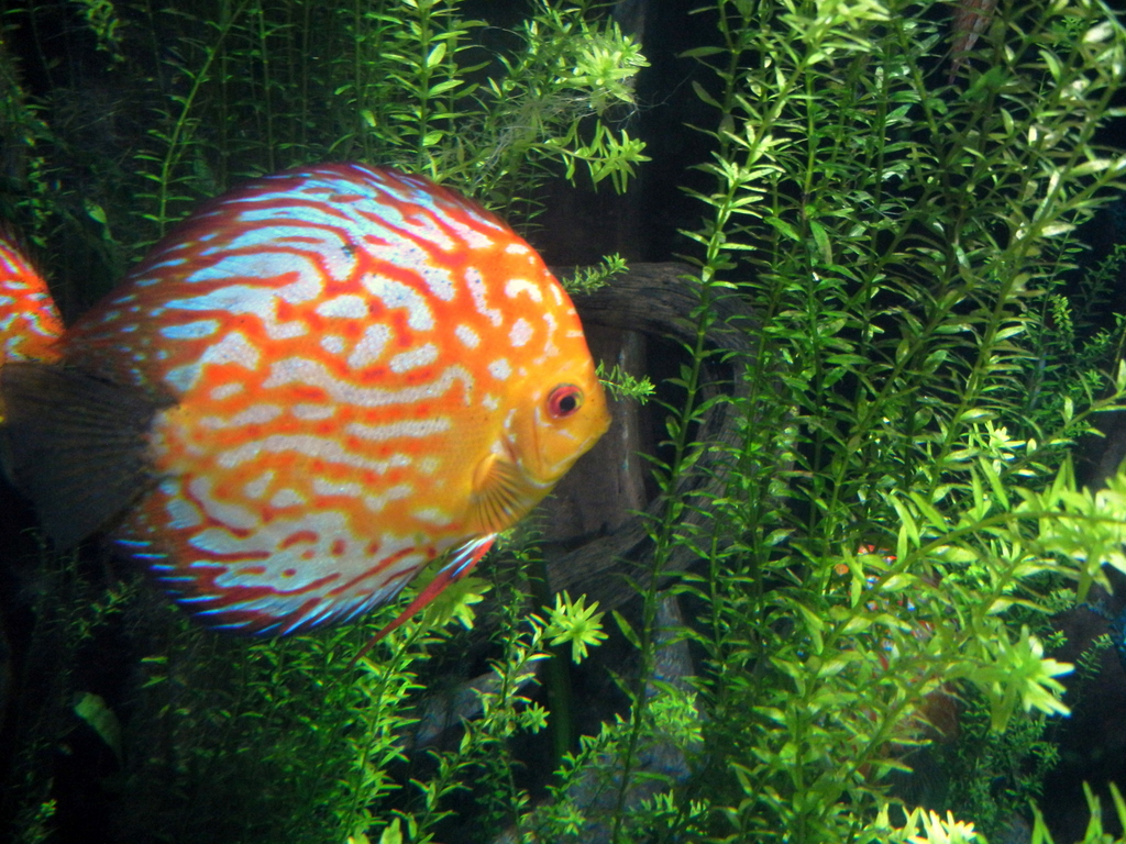 2011 06 17 Atlanta and Georgia Aquarium 032