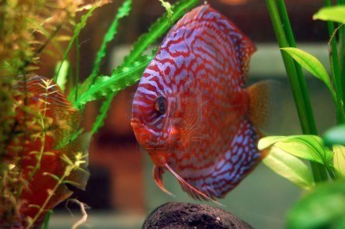 2409989 discus fish in a tank